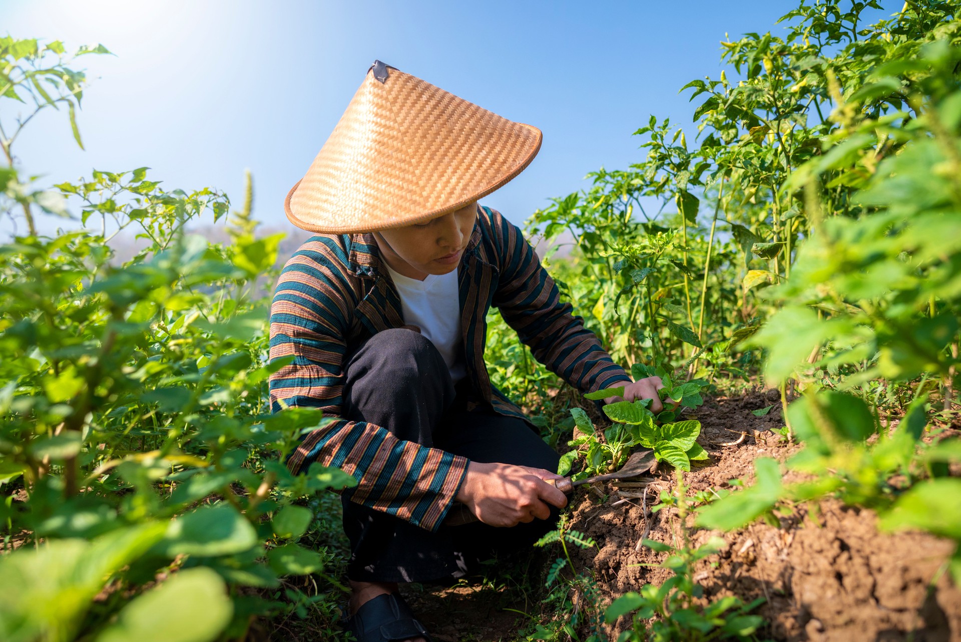 An Indonesian farmer man in a straw hat is tending to a chili farm