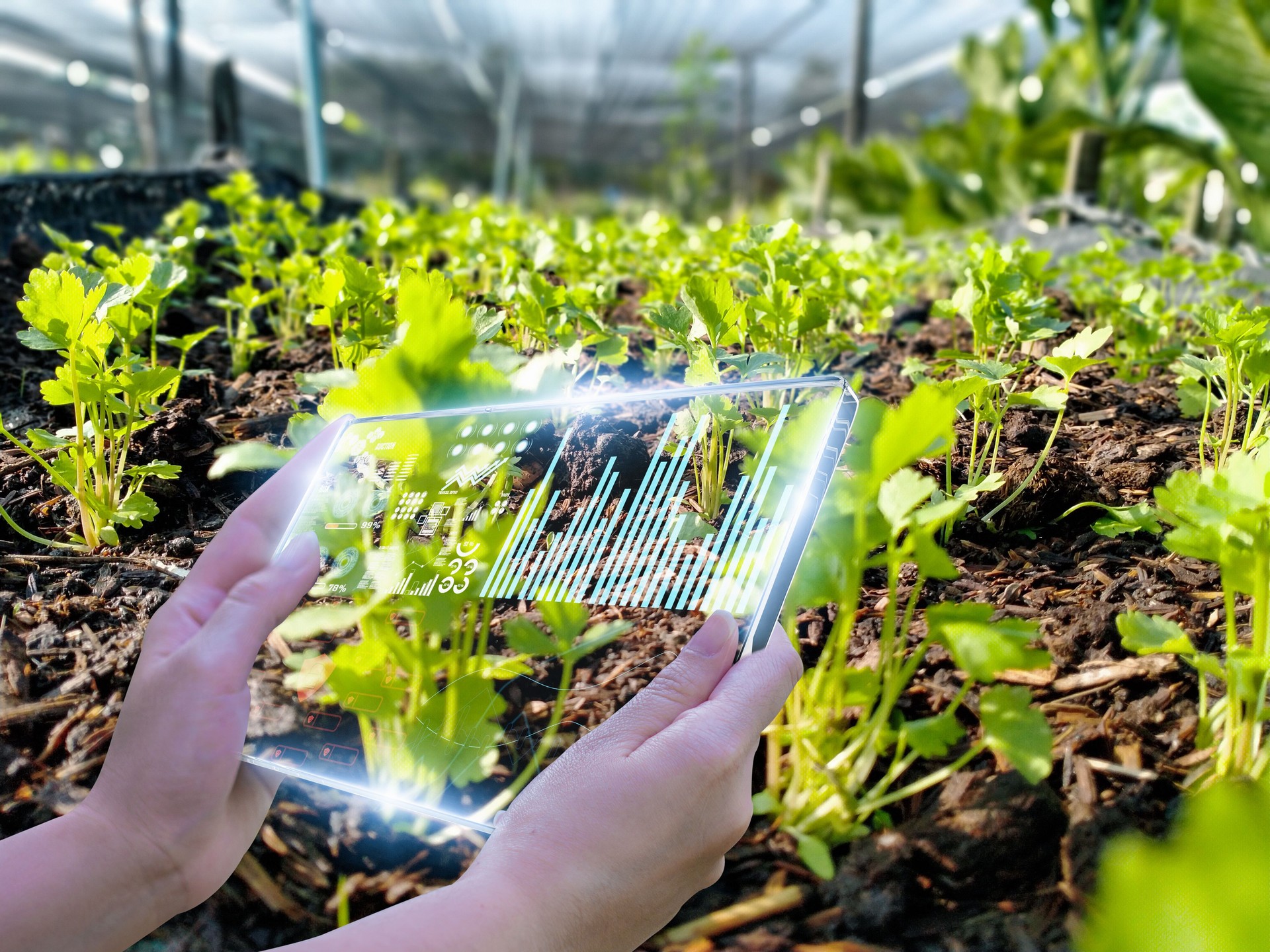 Hand holding smartphone,Organic farm background,Concept agricultural product control technology,agriculture futures trading world market,Using technologies track productivity,Satellite for Agriculture