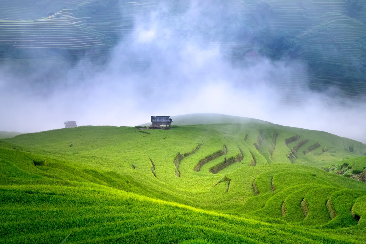 Misty green rice terraces on a hillside.