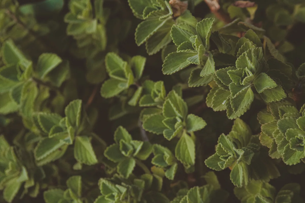 Close-up of green leaves.